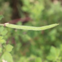 Cleome viscosa L.